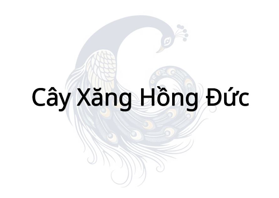 Cây Xăng Hồng Đức