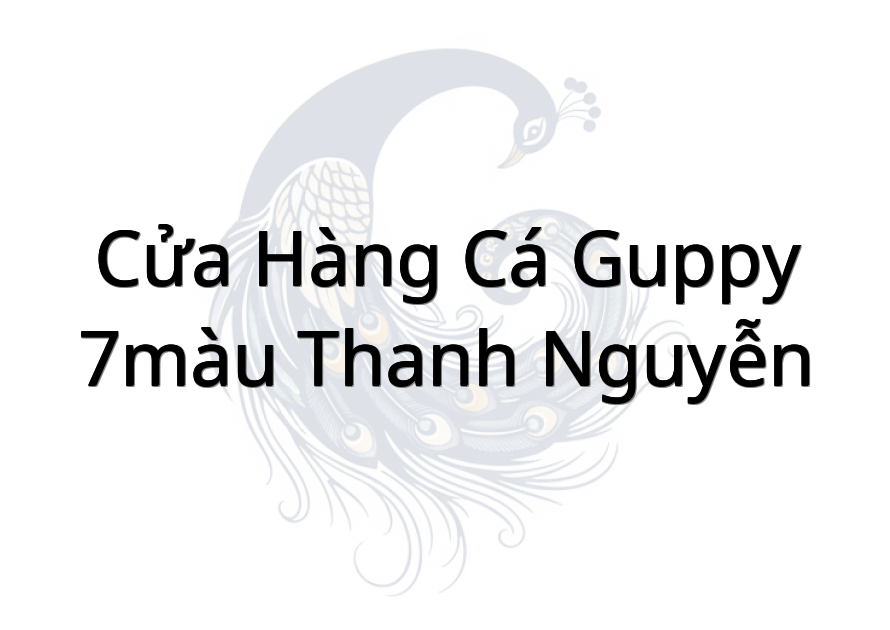 Cửa hàng cá guppy (7màu) Thanh Nguyễn