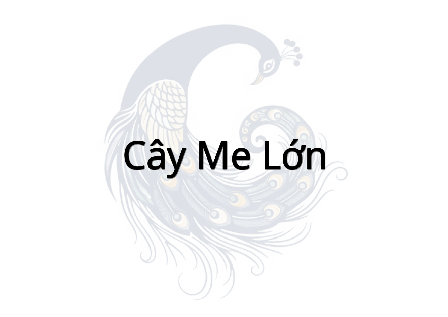 Cây me lớn