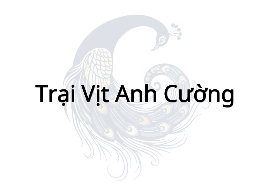 Trại vịt anh Cường
