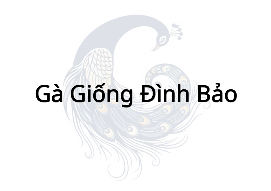Gà Giống Đình Bảo