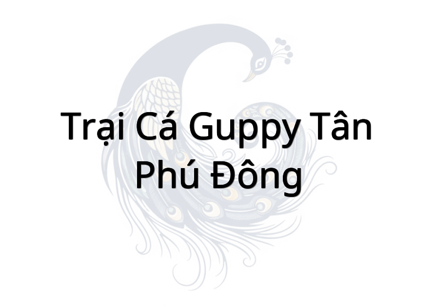 Trại Cá Guppy Tân Phú Đông