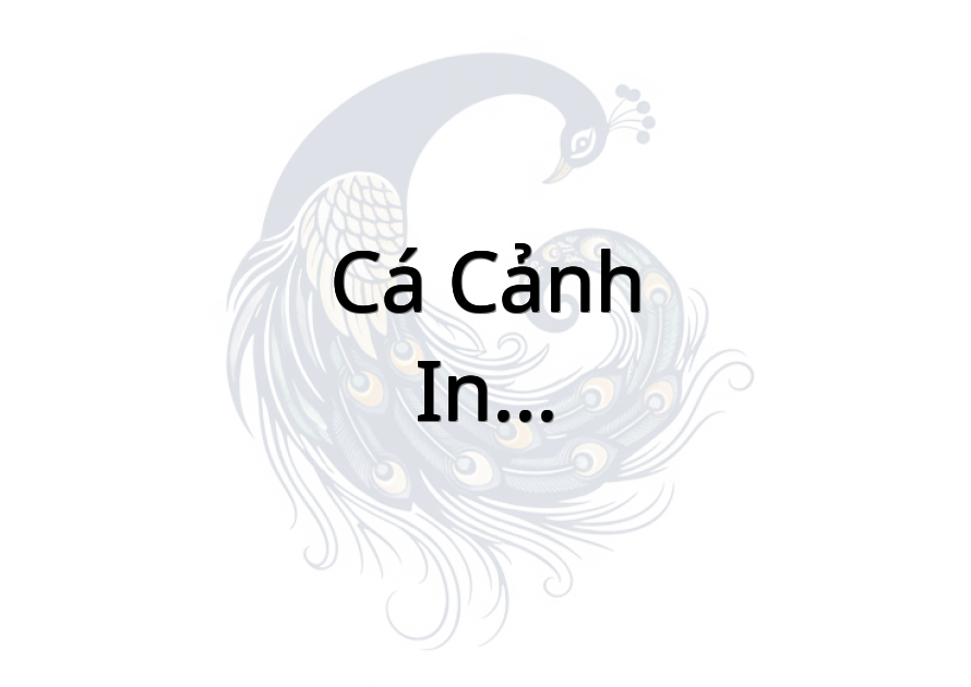 Cá cảnh - In - Vp Luật gia Nguyễn Duy Hải