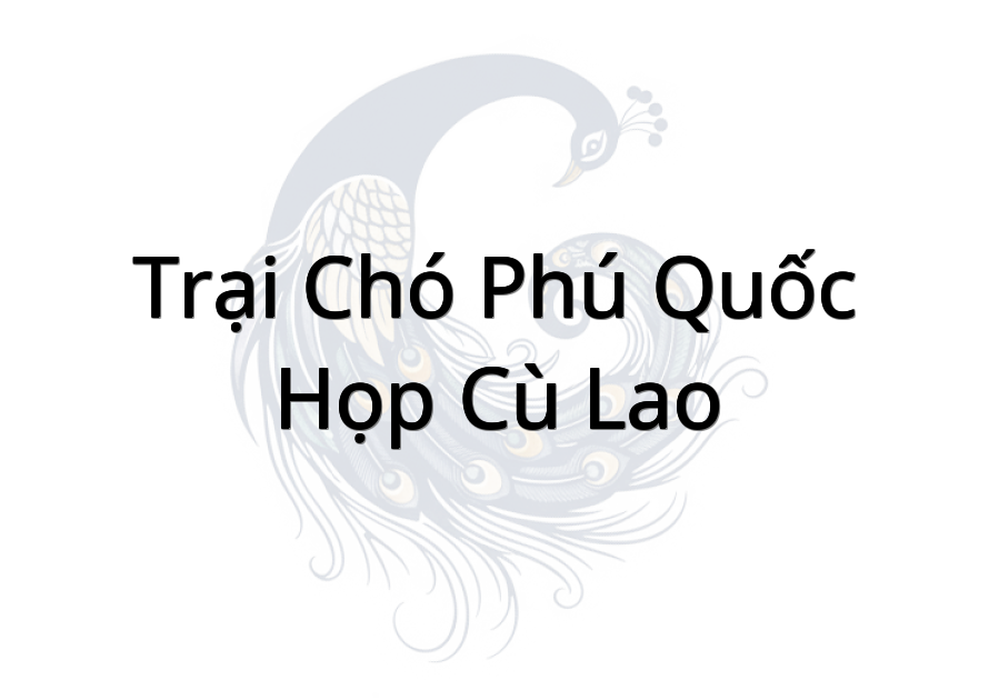 Trại Chó Phú Quốc - Họp Cù Lao