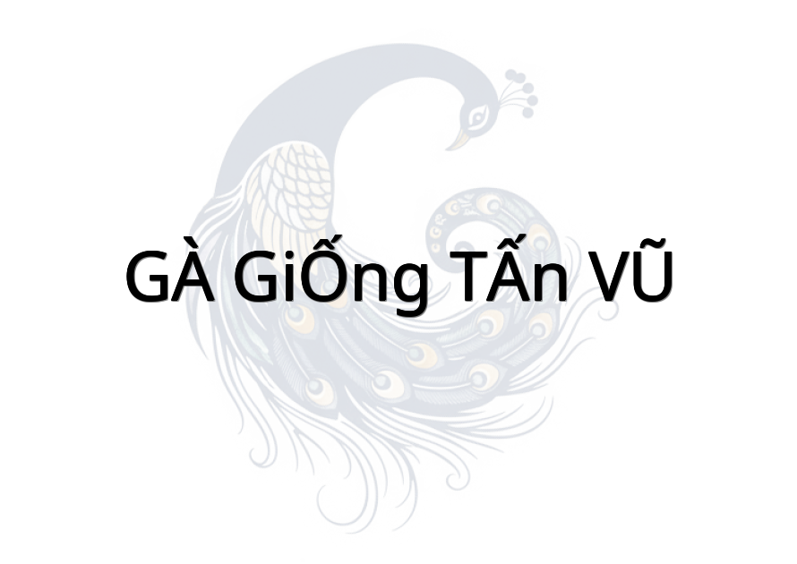 GÀ GIỐNG TẤN VŨ