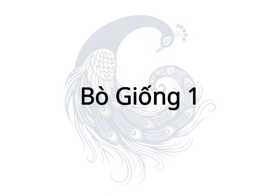 Bò Giống 1
